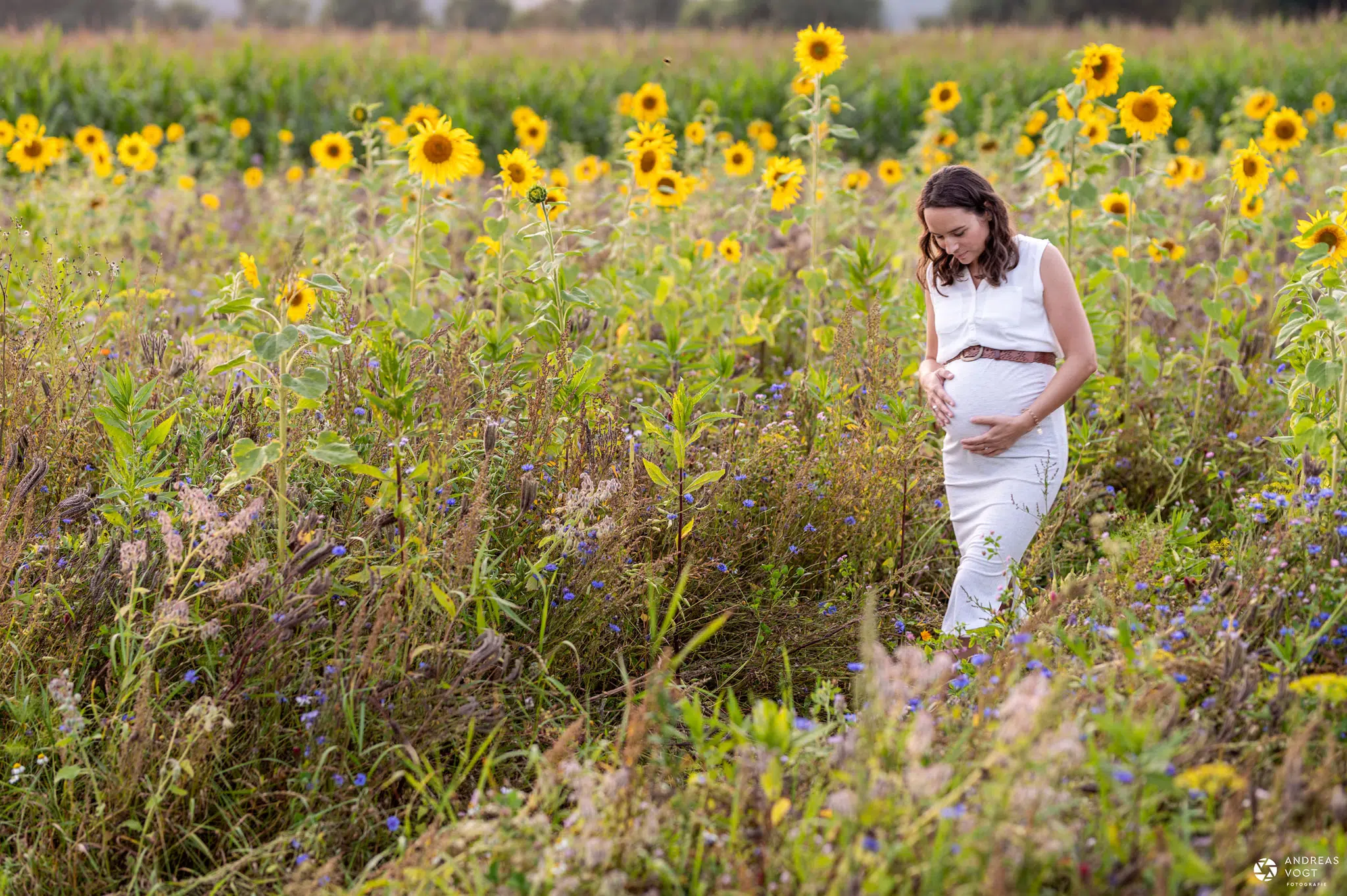 babybauchfotoshooting im sonnenblumenfeld - fotograf andreas vogt aus aalen